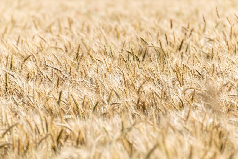 Whole Grains